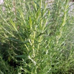 Arp Rosemary -Garden Outfitters Store rosemary rosmarinus officinalis arp close up