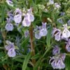 Alcalde Cold Hardy Rosemary -Garden Outfitters Store rosmarinus officinalis alcalde cold hardy close up web