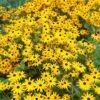 Goldsturm Black Eyed Susan -Garden Outfitters Store rudbeckia cropped