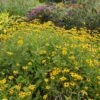 Deam's Black Eyed Susan -Garden Outfitters Store rudbeckia fulgida var deamii garden