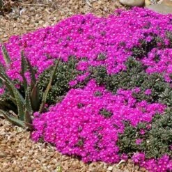 Creeping Shrubby Ice Plant (Ruschia) -Garden Outfitters Store ruschia pulvinaris 83750