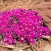 Creeping Shrubby Ice Plant (Ruschia) 1 Creeping Shrubby Ice Plant (Ruschia) -Garden Outfitters Store ruschia pulvinaris creepy shrubby iceplant celeste meyeres