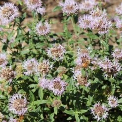 Russian River Coyote Mint (Monardella) -Garden Outfitters Store russian river coyote mint pollinator