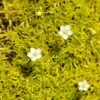 Scotch Moss (Sagina) 1 Scotch Moss (Sagina) -Garden Outfitters Store sagina subulata aurea 1