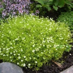Scotch Moss (Sagina) -Garden Outfitters Store sagina subulata aurea 2