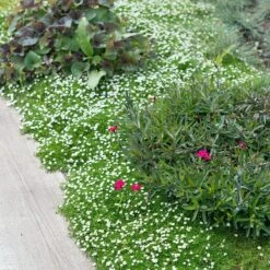 Green Irish Moss (Sagina) -Garden Outfitters Store sagina subulata irish moss 2