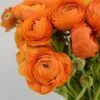 Salmon Ranunculus -Garden Outfitters Store salmon tecolote ranuncuclus orange 1