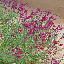 Burgundy Seduction Salvia 9 Burgundy Seduction Salvia -Garden Outfitters Store salvia burgundy seduction