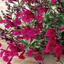 Burgundy Seduction Salvia 8 Burgundy Seduction Salvia -Garden Outfitters Store salvia burgundy seduction1