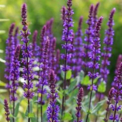 Caradonna Salvia -Garden Outfitters Store salvia caradonna sage