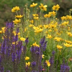 High Country Meadow Native Wildflower Seed Mix -Garden Outfitters Store salvia coreopsis meadow