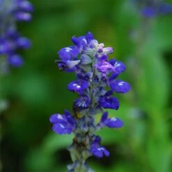 Texas Violet Salvia -Garden Outfitters Store salvia farinacea texas violet mealy sage