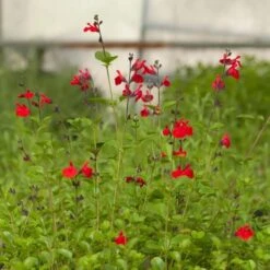 Furman's Red Texas Salvia -Garden Outfitters Store salvia furmans red garden flower