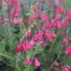 FlowerKisser® Coral-Pink Salvia -Garden Outfitters Store salvia greggii wwg003 flowerkisser coral pink sage cropped 3