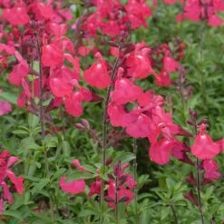 FlowerKisser® Coral-Pink Salvia -Garden Outfitters Store salvia greggii wwg3flowerkisser coral pink sage