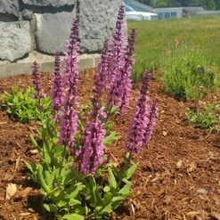 Lyrical™ Rose Salvia 9 Lyrical™ Rose Salvia -Garden Outfitters Store salvia lyrical rose office garden