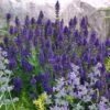 Marcus Dwarf Blue Salvia -Garden Outfitters Store salvia marcus emmis oure cropped