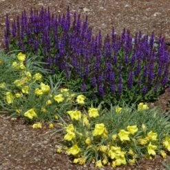 Little Night Salvia -Garden Outfitters Store salvia nemerosa little night oenothera shimmer