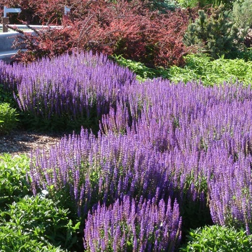 May Night Salvia 3 May Night Salvia