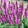Rose Marvel Salvia -Garden Outfitters Store salvia nemorosa rose marvel salvia