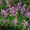 Dwarf Common Sage (Salvia) -Garden Outfitters Store salvia officinalis minimus 1