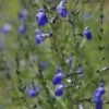 Autumn Sapphire™ Salvia 1 Autumn Sapphire™ Salvia -Garden Outfitters Store salvia reptans autumn sapphire brooke colburn cropped
