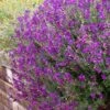 Ultra Violet Salvia 2 Ultra Violet Salvia -Garden Outfitters Store salvia ultra violet over wall purple 1