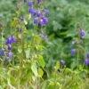 Deep Blue Arizona Salvia 1 Deep Blue Arizona Salvia -Garden Outfitters Store salvia arizonica deep blue 2 web