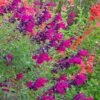 Burgundy Seduction Salvia -Garden Outfitters Store salvia burgundy seduction cc cropped