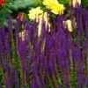 Caradonna Salvia -Garden Outfitters Store salvia caradonna cropped