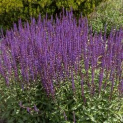 Caradonna Salvia -Garden Outfitters Store salvia caradonna cropped