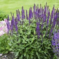 Caradonna Salvia -Garden Outfitters Store salvia caradonna walters gardens 3 cropped
