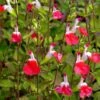 Hot Lips Salvia -Garden Outfitters Store salvia microphylla hot lips close up of flwrs cc