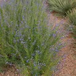 Autumn Sapphire™ Salvia -Garden Outfitters Store salvia reptans autumn sapphire brooke colburn 1 actually cropped