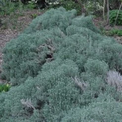 Gray Santolina -Garden Outfitters Store santolina chamaecyparissus gray santolina spring