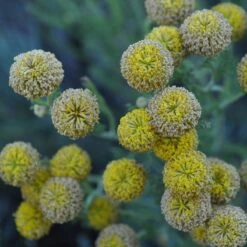 Gray Santolina -Garden Outfitters Store santolina chamaecyparissus gray santolina summer flowers close up
