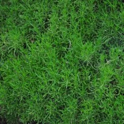 Green Santolina 8 Green Santolina -Garden Outfitters Store santolina rosmarinifolia green santolina spring foliage