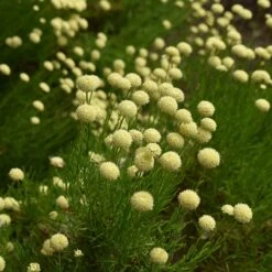 Green Santolina 9 Green Santolina -Garden Outfitters Store santolina rosmarinifolia green santolina summer cream flowers