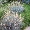 Boulder Blue Fescue Grass -Garden Outfitters Store saxon holt festuca boulder blue