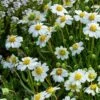 Blackfoot Daisy (Melampodium) -Garden Outfitters Store saxon holt melampodium leucanthemum