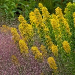 Golden Torch Goldenrod (Wichita Mountains Solidago) -Garden Outfitters Store saxon holt muhlenbergia reverchonii with solidago wichita mtns