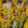 Golden Torch Goldenrod (Wichita Mountains Solidago) -Garden Outfitters Store saxon holt painted lady with solidago wichita mountains