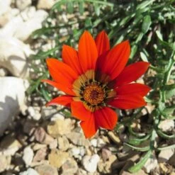 Scarlet Tanager Gazania 6 Scarlet Tanager Gazania -Garden Outfitters Store scarlet tanager african daisy flower single