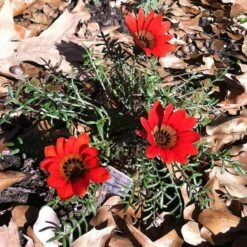 Scarlet Tanager Gazania 7 Scarlet Tanager Gazania -Garden Outfitters Store scarlet tanager african daisy ground trio