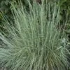Prairie Blues Little Bluestem Grass -Garden Outfitters Store schizachyrium prairie blues walters gardens cropped