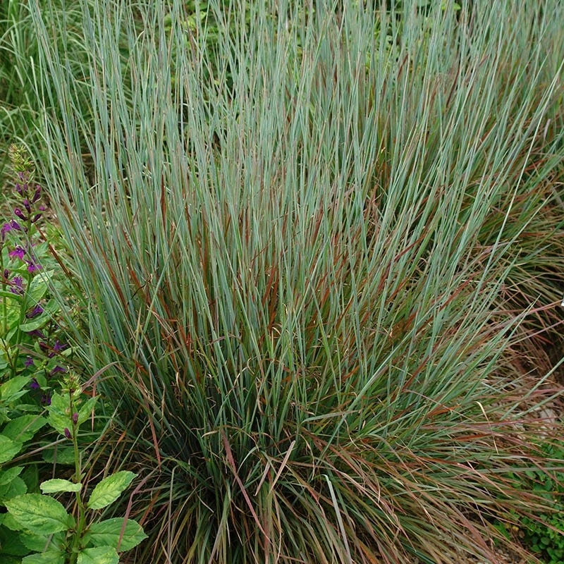 Standing Ovation Little Bluestem Grass 3 Standing Ovation Little Bluestem Grass