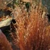 Blaze Little Bluestem Grass -Garden Outfitters Store schizachyrium scoparium blaze 3 cropped 4