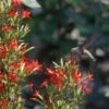 Royal Catchfly (Silene) 1 Royal Catchfly (Silene) -Garden Outfitters Store scott myrick hummingbird silene regia royal catch fly wa