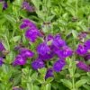 Dark Violet Skullcap (Scutellaria) 2 Dark Violet Skullcap (Scutellaria) -Garden Outfitters Store scutellaria dark violet close up flower