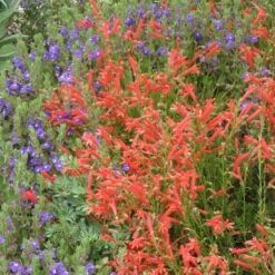 Compact Pineleaf Penstemon 6 Compact Pineleaf Penstemon -Garden Outfitters Store scutellaria resinosa penstemon pinifolius compactum